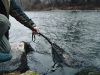 Delphin FoldSPIN Pergető merítőháló