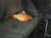 Delphin CARPY Plüss Ponty