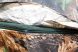 Delphin terepszínú sátras PVC horgászernyő /250cm/camou