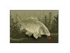 Szőnyeg Delphin CatchME! Ponty