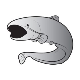 Delphin öntapadó harcsa SILVER